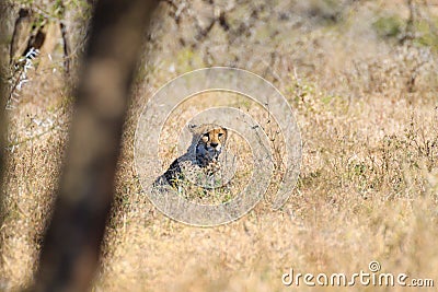 Cheetah close up from South Africa Stock Photo